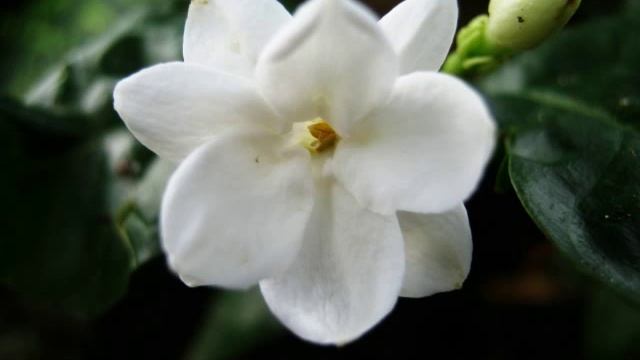 Jasmine flower face masks смотреть онлайн