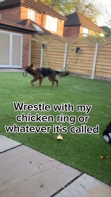 My evening routine 💤 #dog #germanshepherd #germanshepherdpuppy #gsd #gsdpuppy #doglover смотреть онлайн