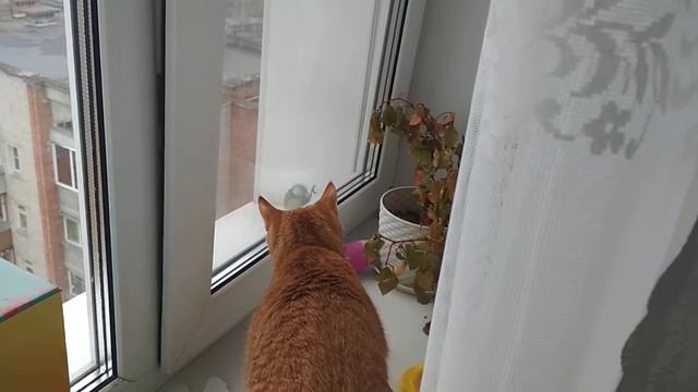 Кошка и синица смотреть онлайн