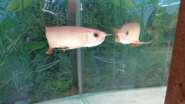 Arowana RTG смотреть онлайн