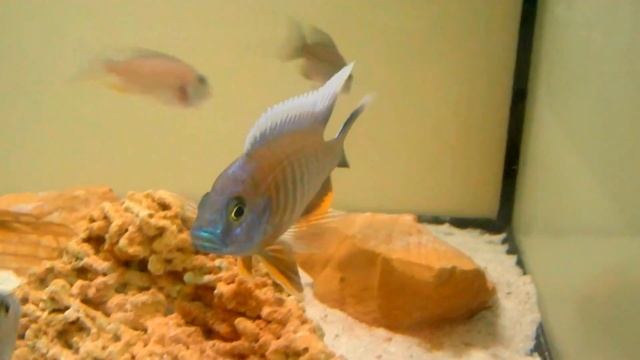 Aulonocara walteri | Zierfisch-Store der Zierfischversandshop смотреть онлайн