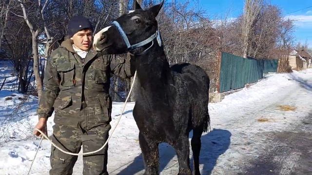 Сатылды. смотреть онлайн