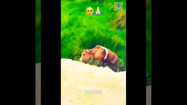 Amazing God creation 🤗🤗#ytshorts #viral #shots #youtube #youtubeshorts #trendingshorts #amazingfact смотреть онлайн