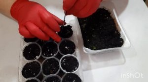 Брусника из семян😢 это слезы #брусникаизсемян