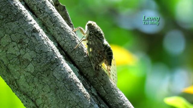 Platypleura sp. (29Apr2018a) смотреть онлайн
