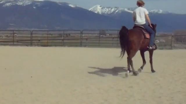 Sapphire Hunter, Arabian gelding for sale, hunter under saddle and/or western pleasure смотреть онлайн