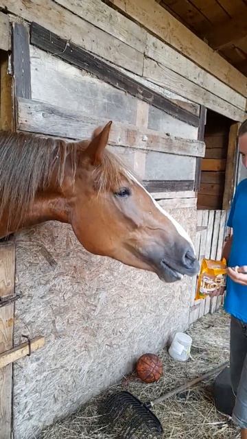 Лошадке Майе не терпится)) #horse #animals #лошади #животные смотреть онлайн