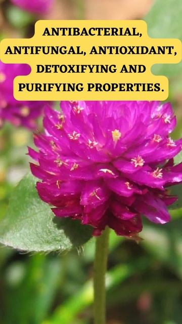 SECRETS TO THRIVING GOMPHRENA GLOBOSA! #shorts смотреть онлайн