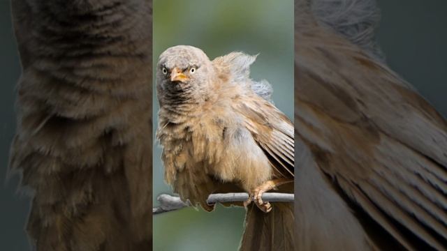 Красивый голос Тимелиевые смотреть онлайн