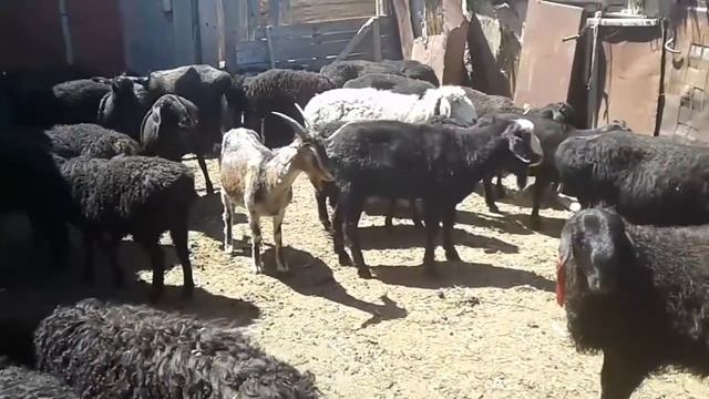 Құйрықты қойлар/ курдючные или мясо-сальные овцы/fat-tailed sheeps смотреть онлайн