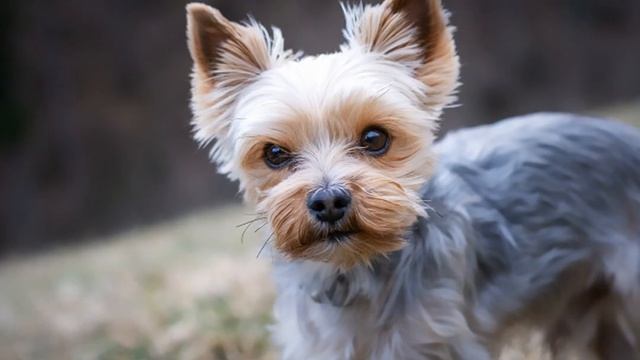 Йоркширский терьер: большой друг и маленький охотник смотреть онлайн