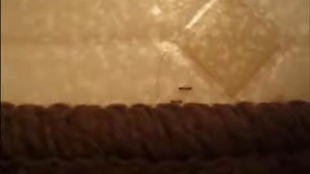 ant kiss / petit bisous chez les fourmis смотреть онлайн