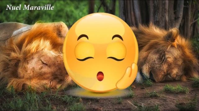 The Lion Sleep Tonight (The Lion King) - The Tokens [Lyric & Cover]