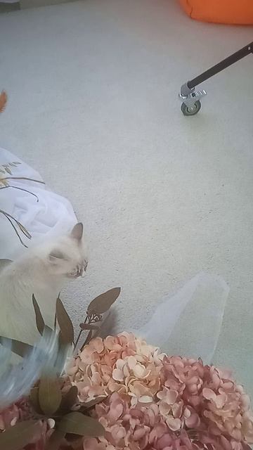 Видеосессия котят Евы и Евро, возраст почти 4 месяца! 😺