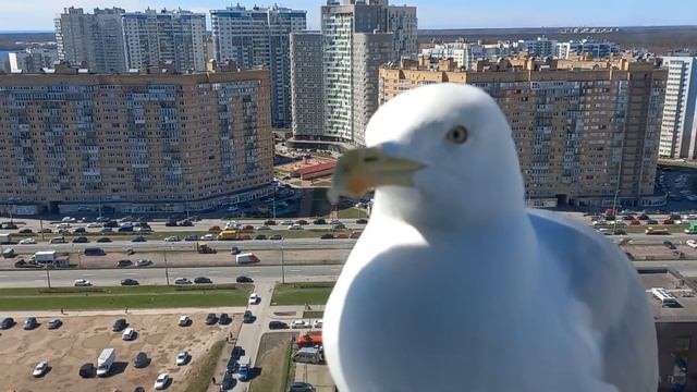 Чайка смотреть онлайн