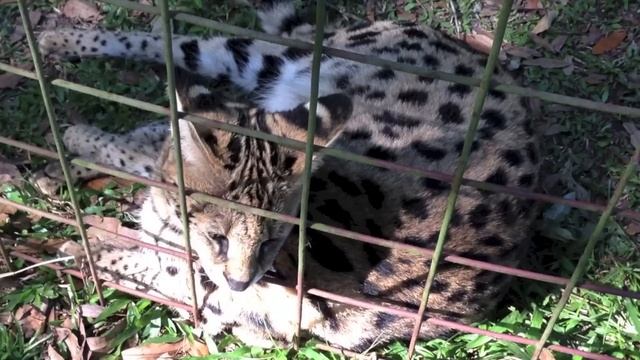 Sunny Serval Saturday