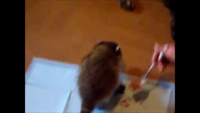funny raccoons смотреть онлайн