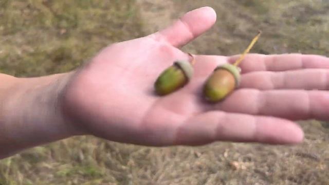 Летние дни на ДАЧЕ!!! Леса, поля и озера - НАША ПРИРОДА. смотреть онлайн