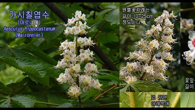 칠엽수 vs 가시칠엽수 vs 붉은칠엽수 : 3형제의 특징 смотреть онлайн