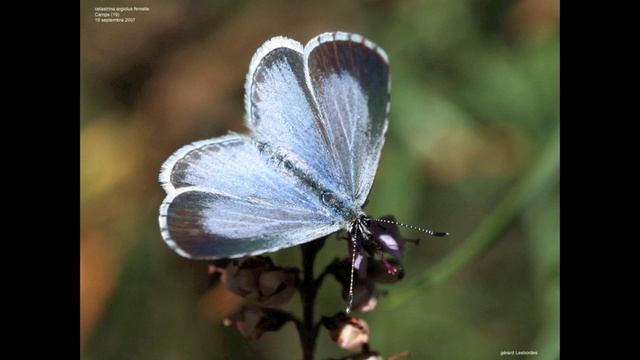 l'Azuré des nerpruns смотреть онлайн