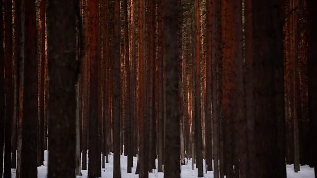 Сунские партизаны победили