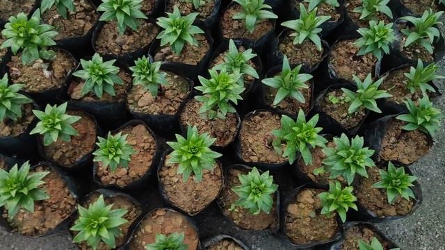 Winter flower plant shopping | Nursery in Ranchi, Argora chowk Nursery смотреть онлайн