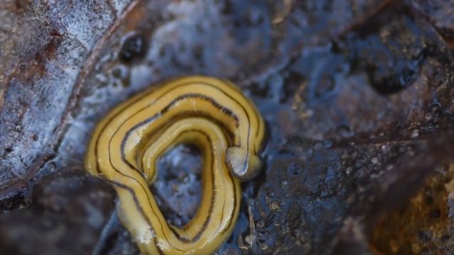 Platworm Diversibipalium multilineatum смотреть онлайн