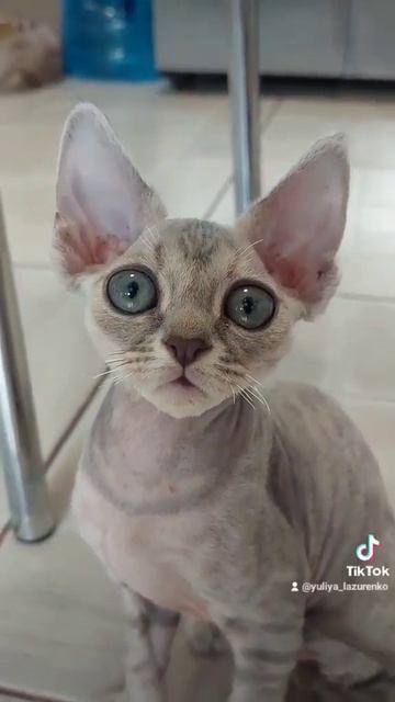 #девонрекс #devonrex #cutecat #cutecat смотреть онлайн