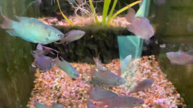 Blue Paradise Fish смотреть онлайн