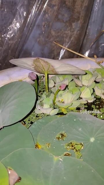 twin bud on micro lotus, youtube shorts смотреть онлайн