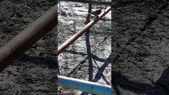 Musicha мусича  موسیچه