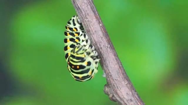 cycle de vie papillon machaon смотреть онлайн