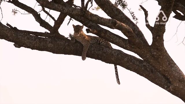 QUANDO O LEÃO PEGA O LEOPARDO DE SURPRESA смотреть онлайн