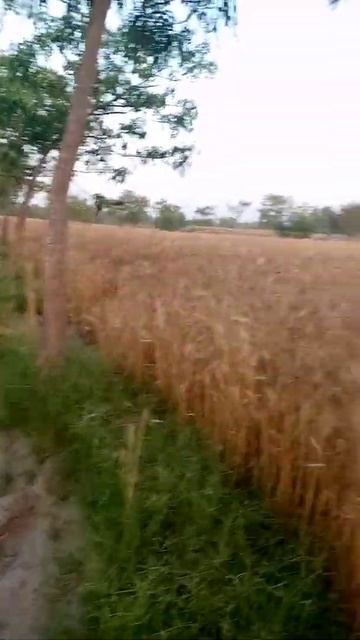 before cutting the wheat in village смотреть онлайн