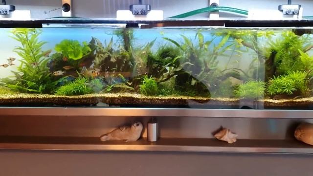 2 Meter Wand Aquarium, Die Pflege Erklärt! смотреть онлайн