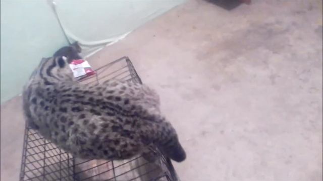 ЛЕСНЫЕ КОТЯТА ГОТОВЯТСЯ В ДОРОГУ /чему их научили родители смотреть онлайн