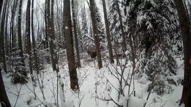 лось чуть не затоптал собаку смотреть онлайн