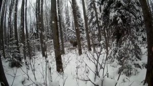 лось чуть не затоптал собаку