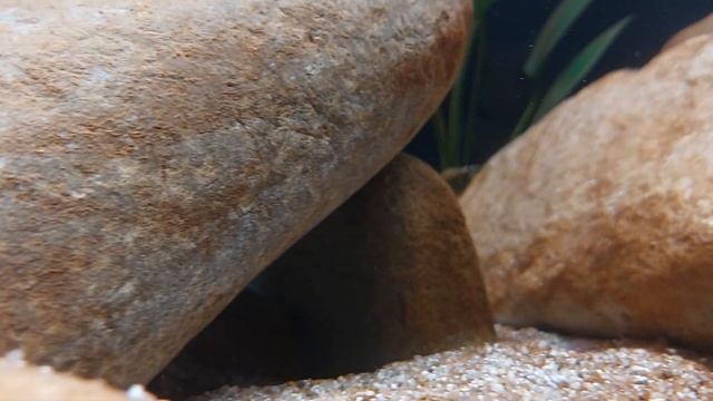 Otopharynx lithobates Zimbawe rock (femelle) смотреть онлайн