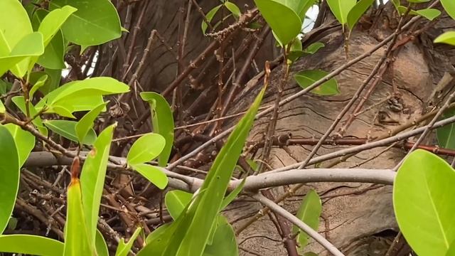Краснолобая портниха  Orthotomus sutorius  Common tailorbird