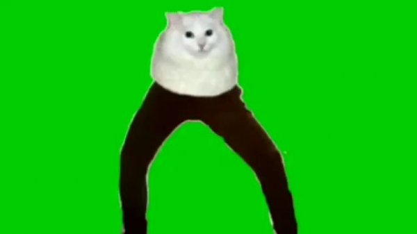 Кот танцует 1 час