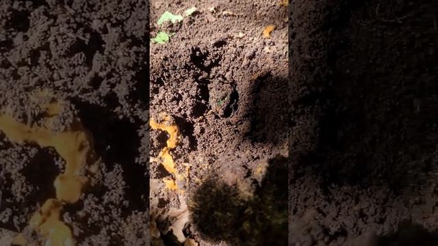 Chamela cuixmala y sus escarabajos peloteros смотреть онлайн