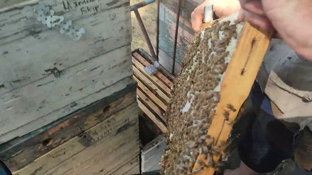 Пчёлы! самый сильный улей 2022 года! это редкость в этом году смотреть онлайн