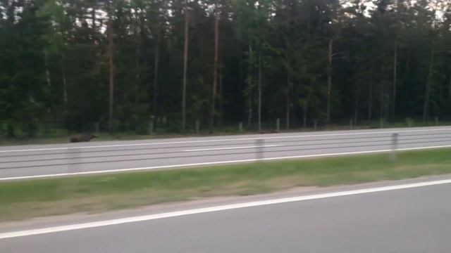 Бег двух сохатых по той же могилёвской трассе. Красота смотреть онлайн