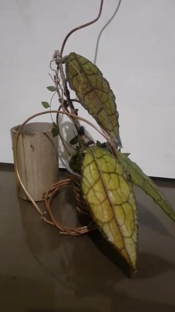 hoya clemonsierum kuning Aceh смотреть онлайн