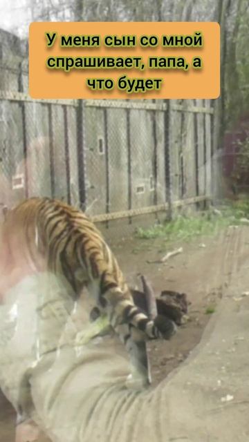 ТИГР АМУРСКИЙ ЗА СТЕКЛОМ смотреть онлайн