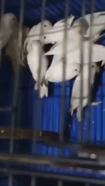 albino black eyes pairs video смотреть онлайн