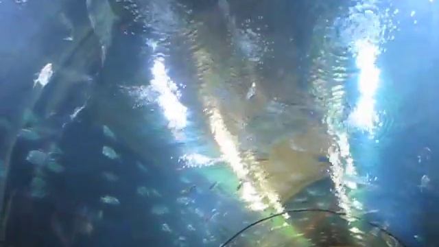 VALENCIA Oceanografic Valencia Oceanarium Park Acquario, Aquarium смотреть онлайн