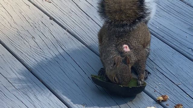 Poor squirrel mom has a bot fly on her back. Hope she can recover soon 🙏🙏🙏🐿🐿🐿 смотреть онлайн