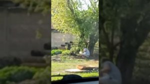 Торчёк ищет закладку!